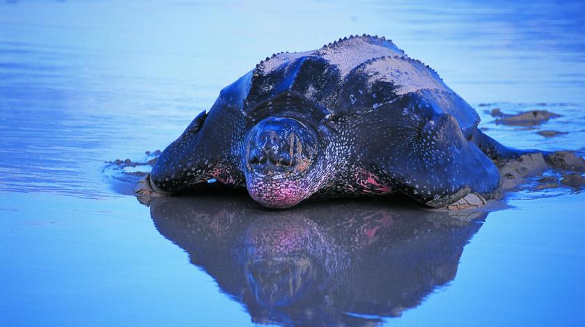 A female leatherback sea turtle comes ashore to lay her eggs | Earthwatch